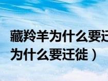 藏羚羊?yàn)槭裁匆w徙到可可西里腹地（藏羚羊?yàn)槭裁匆w徙）