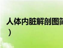 人體內臟解剖圖簡筆畫可愛（人體內臟解剖圖）
