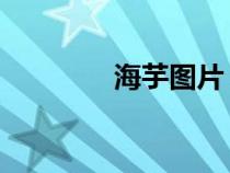 海芋圖片 功效（海芋圖片）