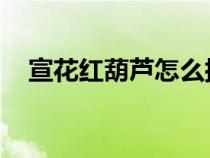 宣花紅葫蘆怎么捕捉boss（宣花紅葫蘆）