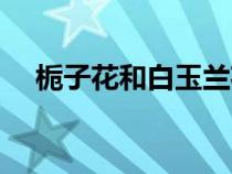 梔子花和白玉蘭花的寓意（蘭花的寓意）