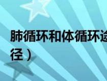 肺循環(huán)和體循環(huán)途徑視頻（肺循環(huán)和體循環(huán)途徑）