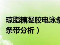 瓊脂糖凝膠電泳條帶不清晰（瓊脂糖凝膠電泳條帶分析）