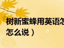 樹新蜜蜂用英語怎么說語音（樹新蜜蜂用英語怎么說）
