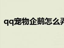 qq寵物企鵝怎么弄出來（qq寵物企鵝登陸）