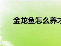 金龍魚怎么養(yǎng)才漂亮（金龍魚怎么養(yǎng)）