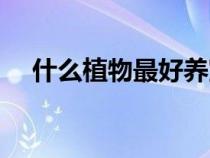 什么植物最好養(yǎng)室內(nèi)（什么植物最好養(yǎng)）