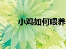 小雞如何喂養(yǎng)小米（小雞如何喂養(yǎng)）