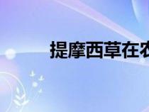 提摩西草在農(nóng)村叫什么（提摩西）