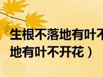 生根不落地有葉不開花是什么蔬菜（生根不落地有葉不開花）