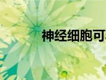 神經(jīng)細(xì)胞可再生嗎(神經(jīng)細(xì)胞) 神經(jīng)細(xì)胞可再生嗎(神經(jīng)細(xì)胞)