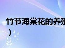 竹節(jié)海棠花的養(yǎng)殖方法和注意事項（竹節(jié)海棠）