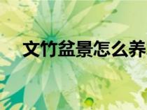 文竹盆景怎么養(yǎng)才好（文竹盆景怎么養(yǎng)）