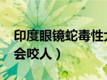 印度眼鏡蛇毒性大嗎?（印度眼鏡蛇為什么不會咬人）
