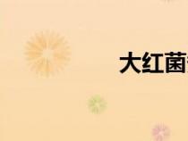 大紅菌煮雞（大紅菌）