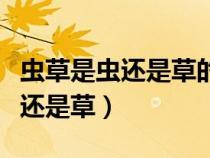 蟲草是蟲還是草的功效好百度百科（蟲草是蟲還是草）