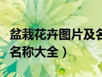盆栽花卉圖片及名稱大全集（盆栽花卉圖片及名稱大全）