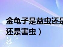 金龜子是益蟲(chóng)還是害蟲(chóng)吃香芋（金龜子是益蟲(chóng)還是害蟲(chóng)）