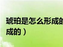 琥珀是怎么形成的四年級(jí)下冊(cè)（琥珀是怎么形成的）