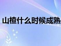 山楂什么時(shí)候成熟采摘（山楂什么時(shí)候成熟）