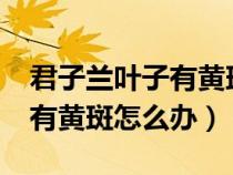 君子蘭葉子有黃斑點(diǎn)怎么回事?（君子蘭葉子有黃斑怎么辦）