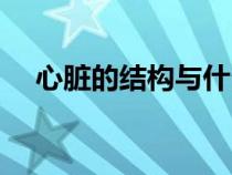 心臟的結(jié)構(gòu)與什么相適應(yīng)(心臟的結(jié)構(gòu)) 心臟的結(jié)構(gòu)與什么相適應(yīng)(心臟的結(jié)構(gòu))