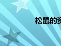 松鼠的資料（松鼠資料）
