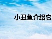 小丑魚介紹它的樣子（小丑魚簡介）