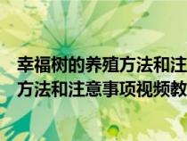 幸福樹的養(yǎng)殖方法和注意事項(xiàng)視頻教程全集（幸福樹的養(yǎng)殖方法和注意事項(xiàng)視頻教程）