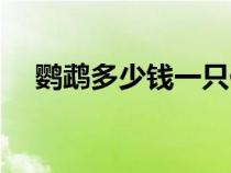鸚鵡多少錢一只便宜（鸚鵡多少錢一只）