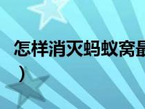 怎樣消滅螞蟻窩最有效的方法（怎樣消滅螞蟻）