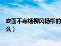 吹面不寒楊柳風(fēng)楊柳的意思(吹面不寒楊柳風(fēng)的楊柳風(fēng)指什么) 吹面不寒楊柳風(fēng)楊柳的意思(吹面不寒楊柳風(fēng)的楊柳風(fēng)指什么)