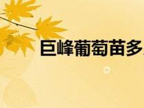 巨峰葡萄苗多少錢一根（巨峰葡萄）
