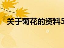 關于菊花的資料500字（關于菊花的資料）