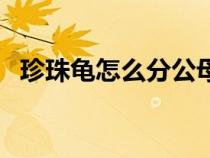 珍珠龜怎么分公母（珍珠龜為什么沒(méi)人養(yǎng)）