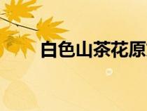 白色山茶花原文朗誦（白色山茶花）