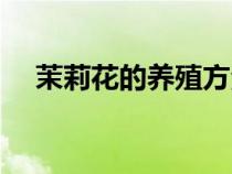 茉莉花的養(yǎng)殖方法和注意事項(xiàng)（苿莉花）