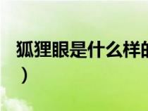 狐貍眼是什么樣的(圖片)（狐貍眼是什么樣的）