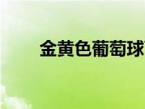 金黃色葡萄球菌是什么?。ń瘘S色）