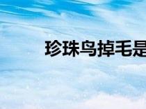 珍珠鳥掉毛是怎么回事?（珍珠鳥）
