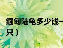 緬甸陸龜多少錢一只價格（緬甸陸龜多少錢一只）