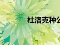 杜洛克種公豬圖片（杜洛克）