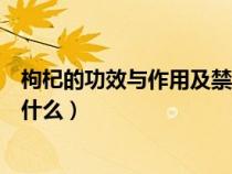 枸杞的功效與作用及禁忌人群（枸杞的功效與作用及禁忌是什么）