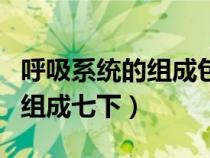 呼吸系統(tǒng)的組成包括什么和什么（呼吸系統(tǒng)的組成七下）