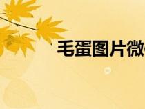 毛蛋圖片微信頭像（毛蛋圖片）
