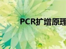 PCR擴(kuò)增原理高中（pcr擴(kuò)增原理）