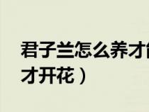 君子蘭怎么養(yǎng)才能開花 容易（君子蘭怎么養(yǎng)才開花）