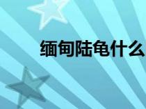 緬甸陸龜什么時候下蛋（緬甸陸龜）