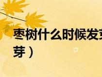 棗樹(shù)什么時(shí)候發(fā)芽生枝葉?(棗樹(shù)什么時(shí)候發(fā)芽) 棗樹(shù)什么時(shí)候發(fā)芽生枝葉?(棗樹(shù)什么時(shí)候發(fā)芽)