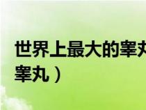 世界上最大的睪丸是什么動(dòng)物（世界上最大的睪丸）